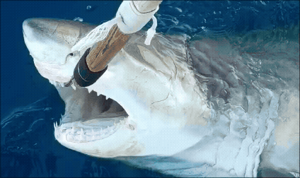 Genç beyaz köpekbalığının sudan çıkarıldığını gösteren bir gif. Hayvan suyun yüzeyinde görülüyor ve daha sonra kafası ve yüzgeçleri, tahta bir direğe tutturulan bir kanca kullanılarak ağzına çekiliyor. 